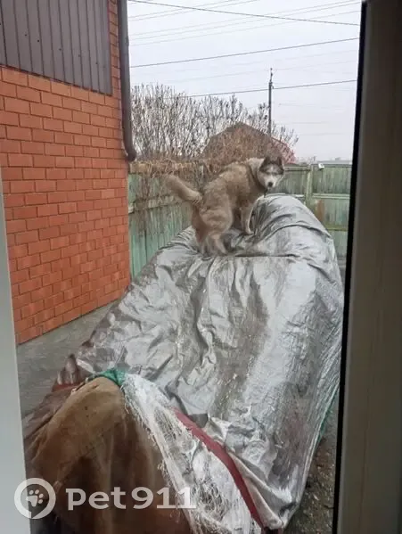 Пропала собака, женский пол, Ростовская улица, 25, городской округ Пенза - photo