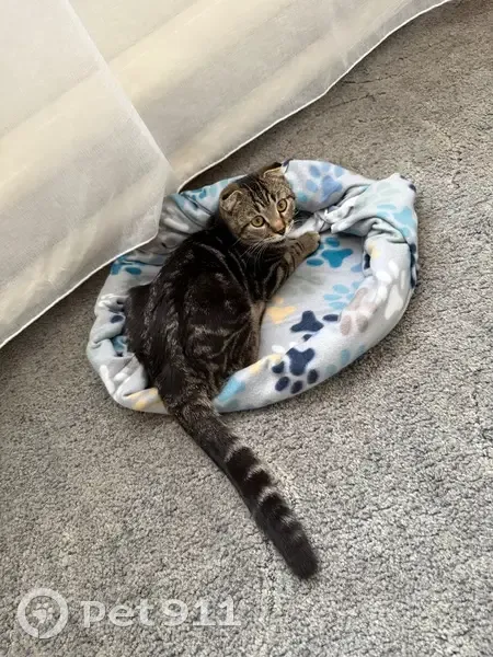 Пропал кот, район рынка, улица Калинина, Кузнецк - откликается на имя Сэм - photo