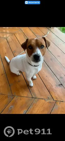 Пропал собака, улица Островского, 26, Невьянск - белая с рыжей головой породы Джек Рассел - photo