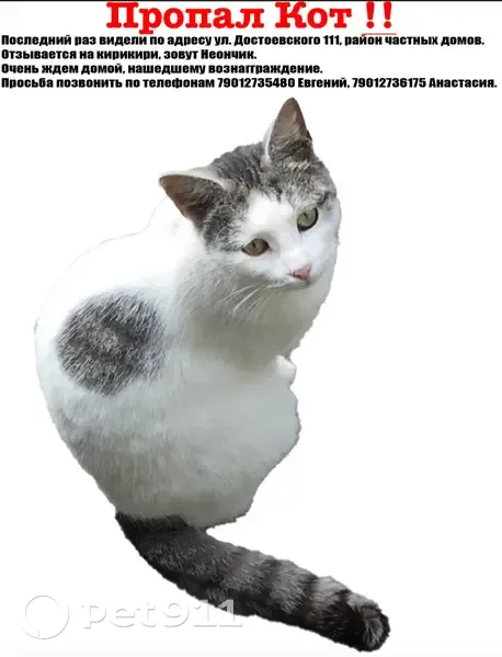 Пропала кошка, улица Достоевского, 118, Ярославль - белый с серыми пятнышками - photo