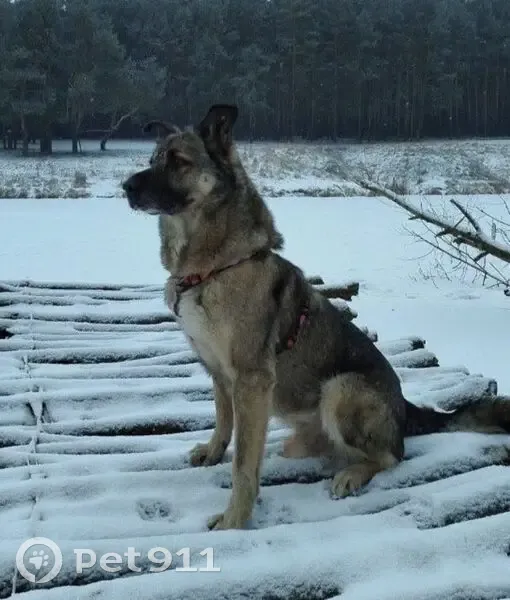 Пропала собака, Волосово, Ленинградская область - кобель в оранжевой шлейке - photo