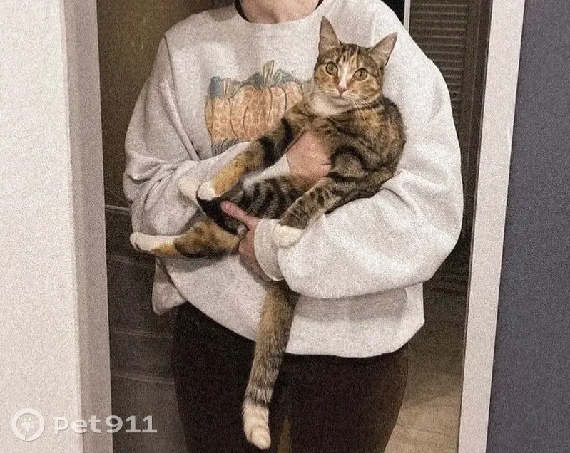 Пропала кошка, Новгородский проспект, Архангельск - полосатая с рыжим пятном - photo