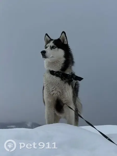 Пропала собака, Вилючинск, кобель хаски, кличка Айс - photo