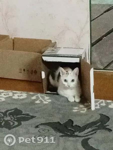 Пропала кошка, Добрянка - маленькая трёхшорстная и ласковая - photo