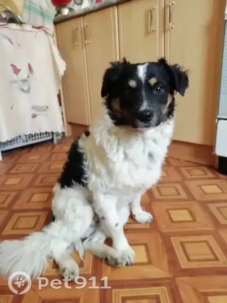 Пропала собака, мужской, Богатырский проспект, 31 литБ, Санкт-Петербург - чёрный с белым окрасом - photo