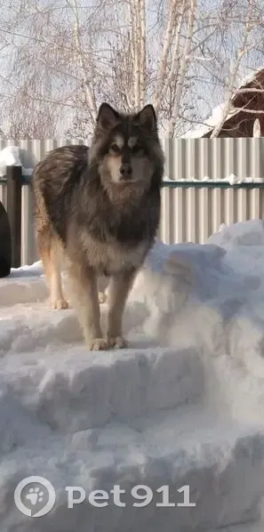 Пропал собака, Залесная улица, 93, Казань - пёс по имени Данди - photo