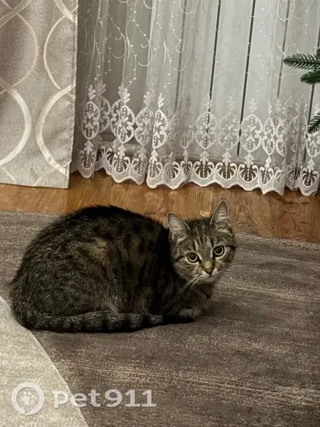 Пропал кот, 2/1, Рославль - кастрированный и ручной - photo