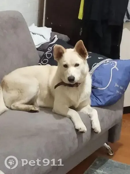 Пропала собака, Данилов, Ярославская область - photo