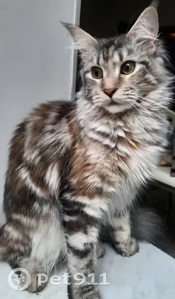 Пропала кошка, Большой Сампсониевский проспект, Санкт-Петербург - мейн-кун, окрас серо-коричневый - photo