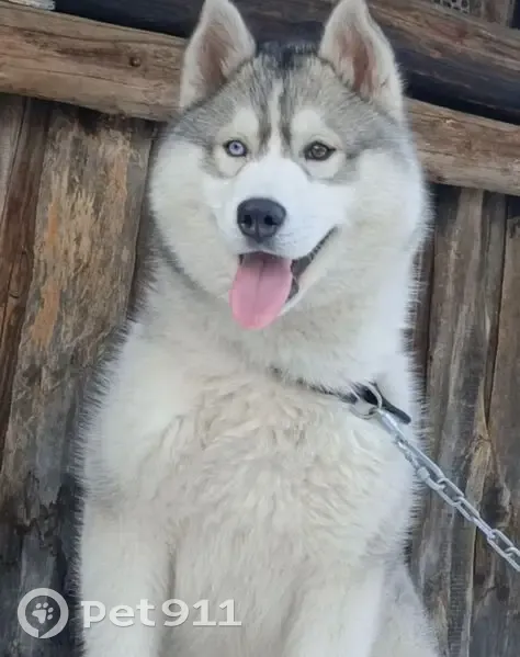 Пропал собака, улица Гагарина, Никольск - светло серый с чёрным пятнышком - photo