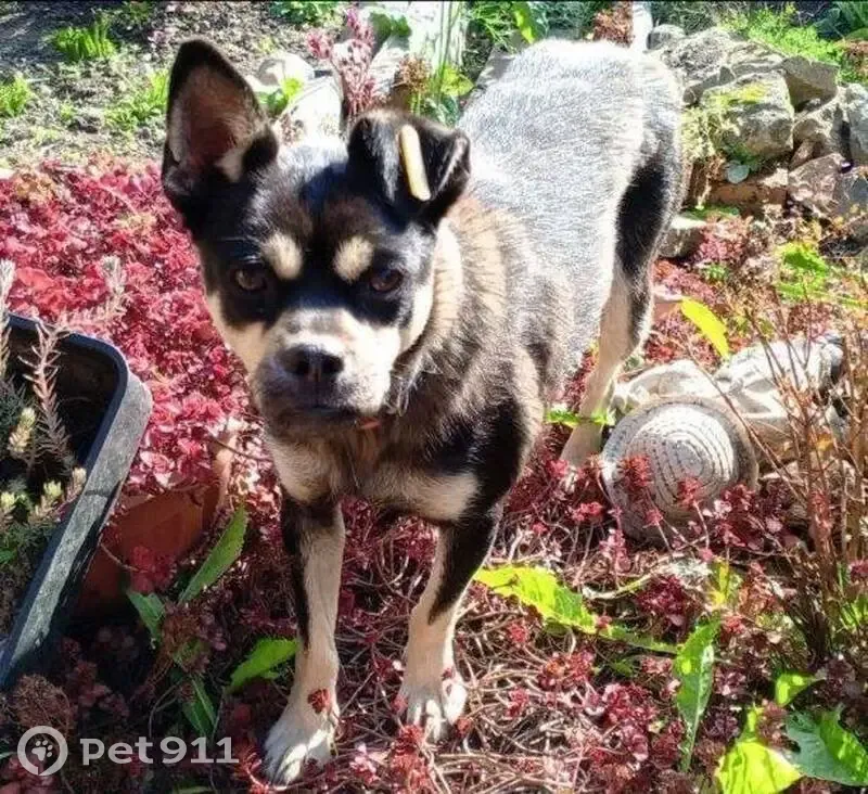 Пропала собака женского пола, сад-во «Дорожный строитель», Маркова - photo
