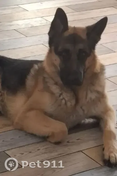 Пропал собака, 1А, Большепоповский сельсовет, Куймань - черно-оранжевый с родимым пятном на языке - photo