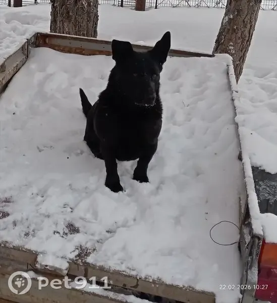 Пропала собака, Рябиновая улица, 18, Солнечный - чёрный окрас, большие уши - photo