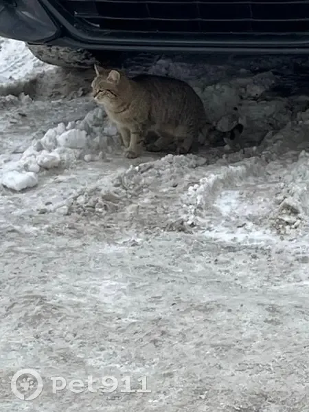 Пропала кошка, Гвардейская улица, 50, Казань - выпрыгнула в окно - photo