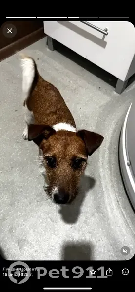 Пропал собака, Чита - Джек Рассел - photo