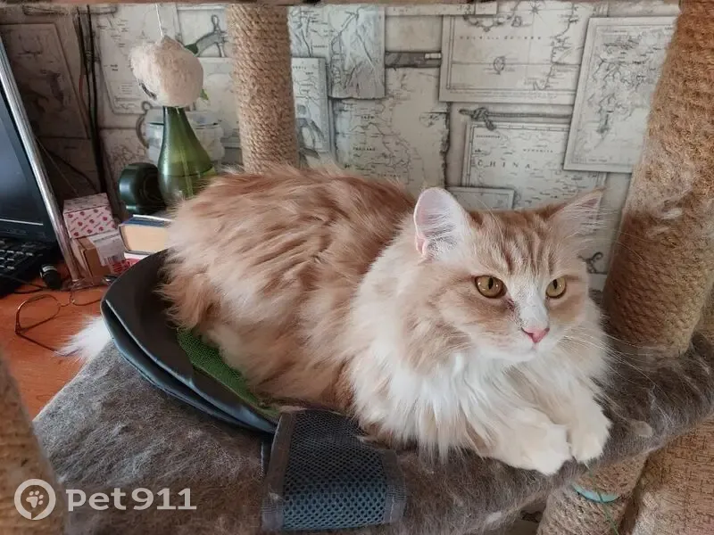 Пропал кот, Учебная улица, 7, Томск - персиковый окрас и белый нос - photo