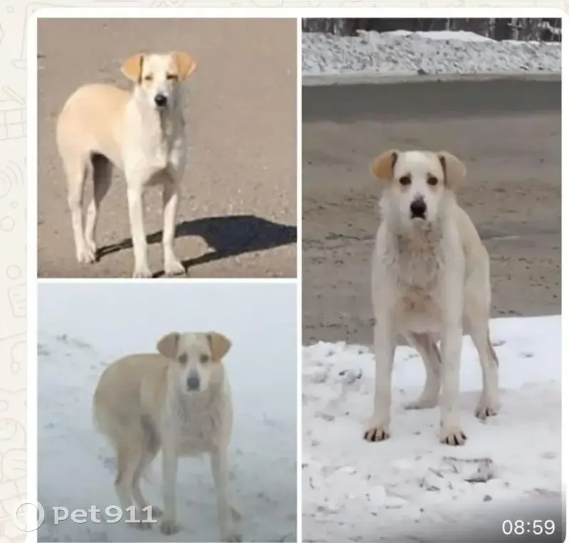 Пропала собака, 80Н-492, Уфа - photo