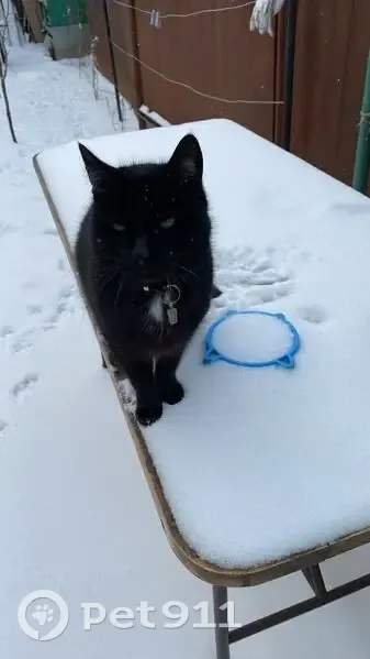 Пропала кошка, Артиллерийская улица, 116, Краснодар - черный окрас, зеленые глаза - photo