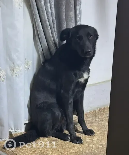 Пропал собака, проспект Калинина, Пятигорск - черная с белыми лапками - photo