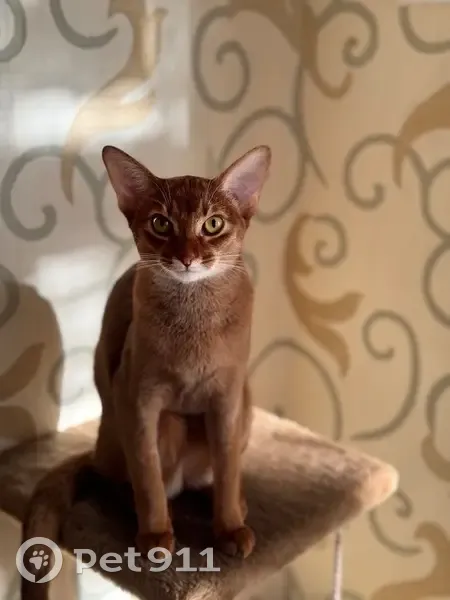 Пропала кошка, улица Калинина, 8, Иваново - рыжая, абиссинская порода - photo