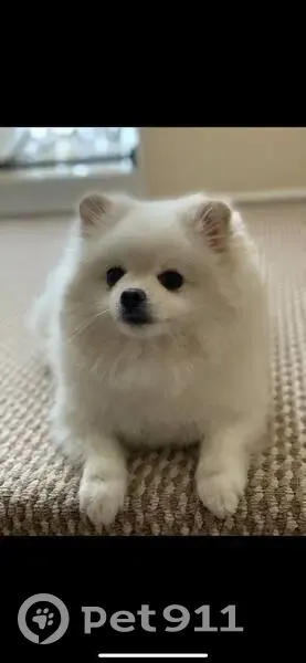 Пропал собака, улица Ф.И.Тютчева, 5 к1, Омск - маленький шпиц - photo