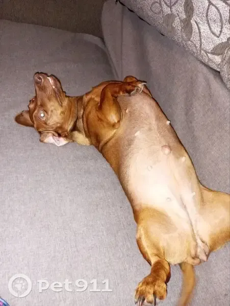 Пропала собака, женский пол, Воздушный переулок, 6, Калининград - photo