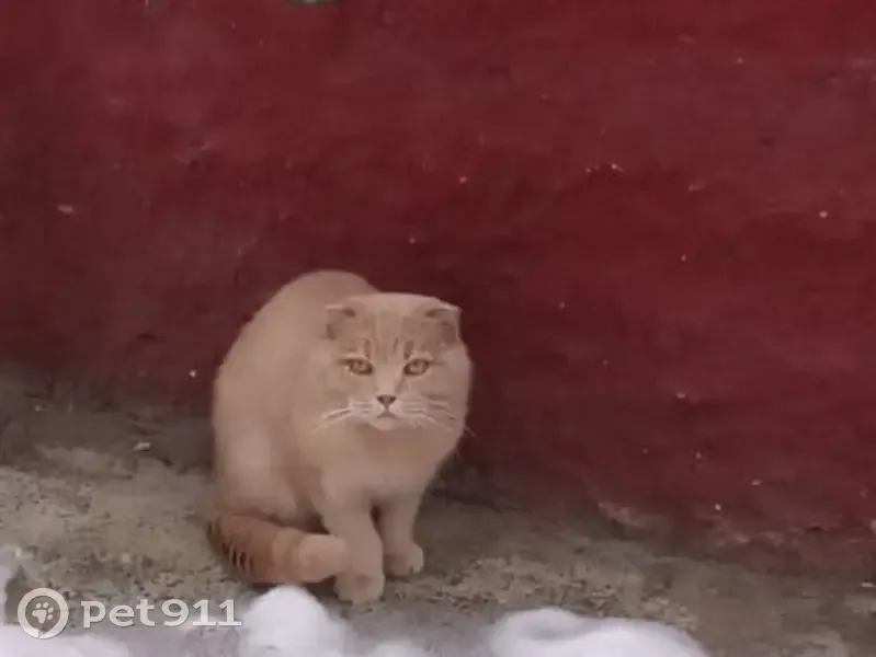 Найден кот, улица Берёзовая Роща, Кострома - персиковый вислоухий британец - photo