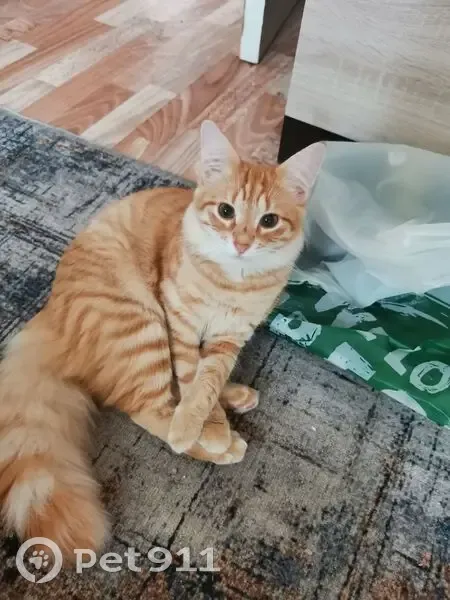 Пропал кот, улица Фатьянова, 12, Владимир - рыжий окрас, возможно хромает - photo