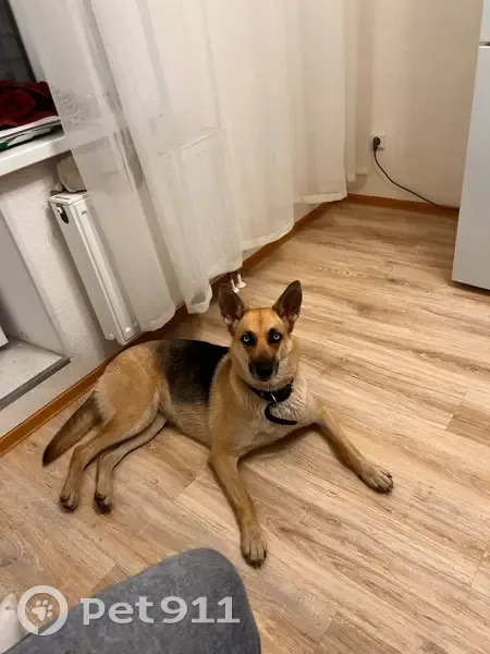 Пропала собака, женский пол, 816, Торфяное - окрас овчарки, голубые глаза - photo