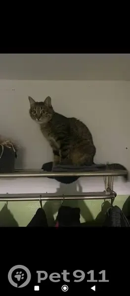 Пропал кот, улица Лебедева, 49, Йошкар-Ола - серый с полосками - photo