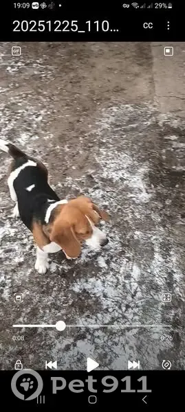 Пропала собака, Сергиевское сельское поселение, Сергиевское - трёхцветная бигль - photo