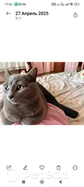 Пропала кошка, Павелецкий вокзал, Москва - дымчатая, упитанная - photo