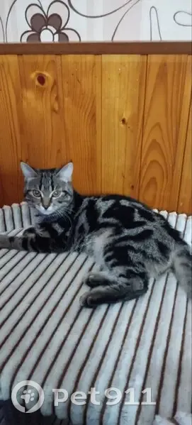 Пропала кошка, улица Ленина, Жуков - пятнисто-полосатый окрас - photo