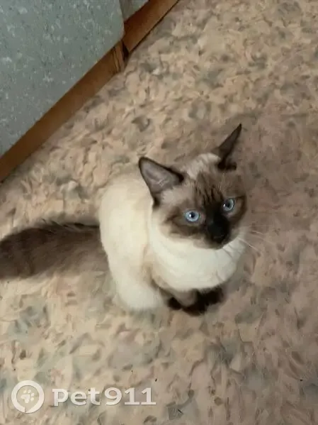 Пропал кот, улица Чкалова, городской округ Котельнич - глаза голубые, черные лапы и хвост - photo