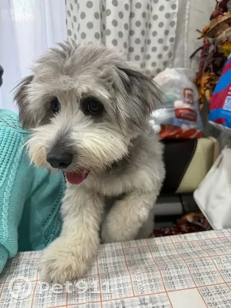 Пропал собака, улица Авиации, 10, Семёновка - серый окрас, откликается на кличку «Тедди» - photo