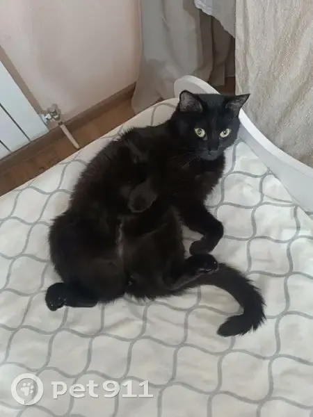 Пропала кошка, Солнечный бульвар, 18, Чебоксары - полностью черная - photo