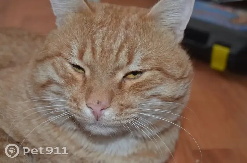 Пропала кошка, улица Терешковой, 2, Камышин - светло рыжий, левое ухо порвано - photo