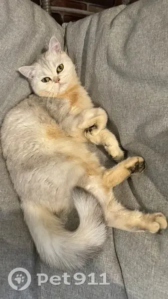 Пропал кот, Порошино, Кировская область - шотландский, пепельный окрас - photo