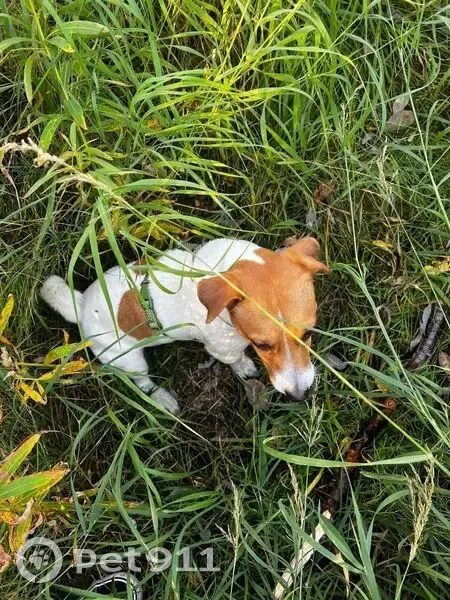 Пропал собака, Полярная улица, Норильск - белый с оранжевыми пятнами - photo