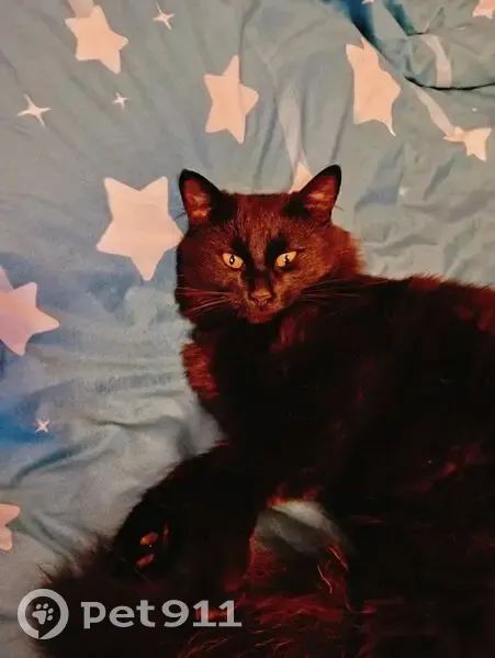 Пропал кот, улица Капитана Тряскина, 32, Волгоград - сибирский метис, чёрный - photo