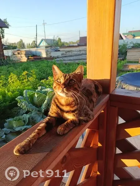 Пропала кошка, улица Лескова, Братск - бенгальская рыже-коричневого окраса - photo