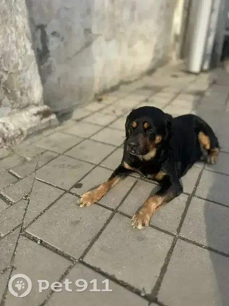 Найден собака, улица Мира, 65, Краснодар - очень социальный и ласковый - photo