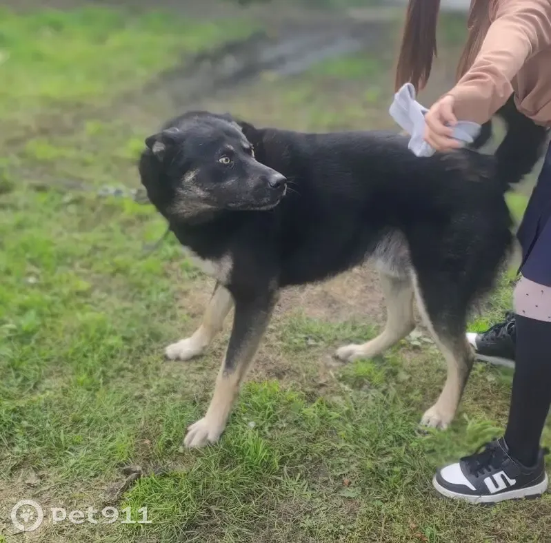 Пропал собака, Школьная улица, Талое - хвост завёрнутый вверх, пушистый - photo