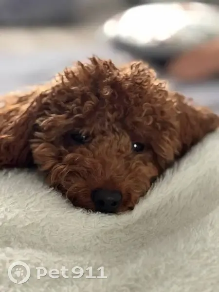 Пропал собака, Красная улица, 139В, Калининград - той пудель по кличке Луи - photo