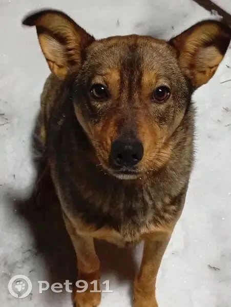 Пропала собака, улица Старые геологи, 1, Кукуштан - коричневая с рыжим - photo