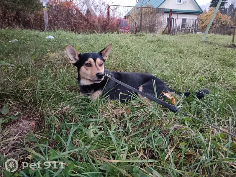 Пропал собака, 3, Беседа, Кингисепп - черный ошейник с зелеными полосками - photo