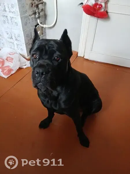 Пропала собака, Апшеронское городское поселение, Апшеронск - photo