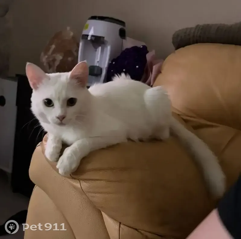 Пропал кот, улица Кирова, Новокубанск - белый пушистый котенок 6 месяцев - photo