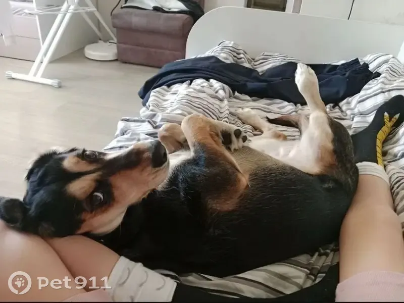 Пропала собака, женская, Понтонная улица, Колпино - тёмная с пятнами на глазах - photo