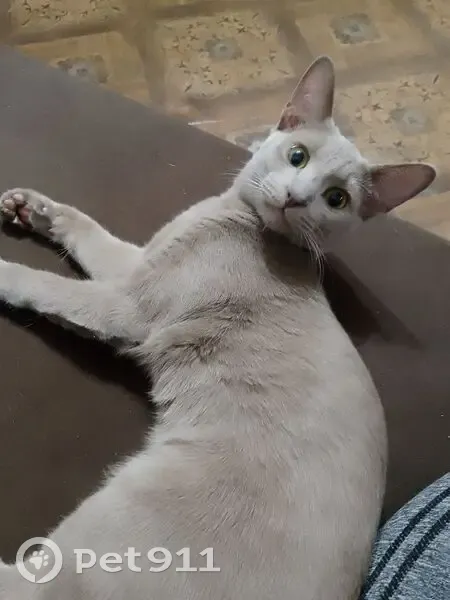 Пропал кот, проспект России, 32, Кирово-Чепецк - серый окрас - photo